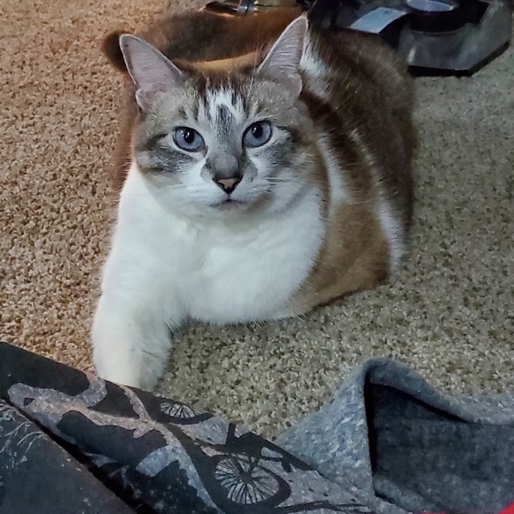 Meet your Posher, Heidi - Picture 1 of 1